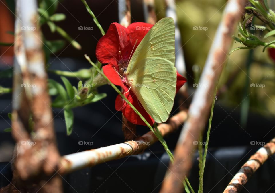 Yellow butterfly on a red petunia