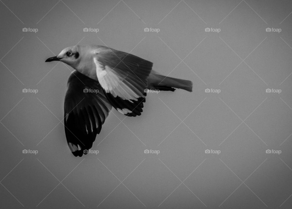 monochrome flying bird...