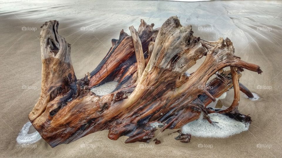Ocean Driftwood
