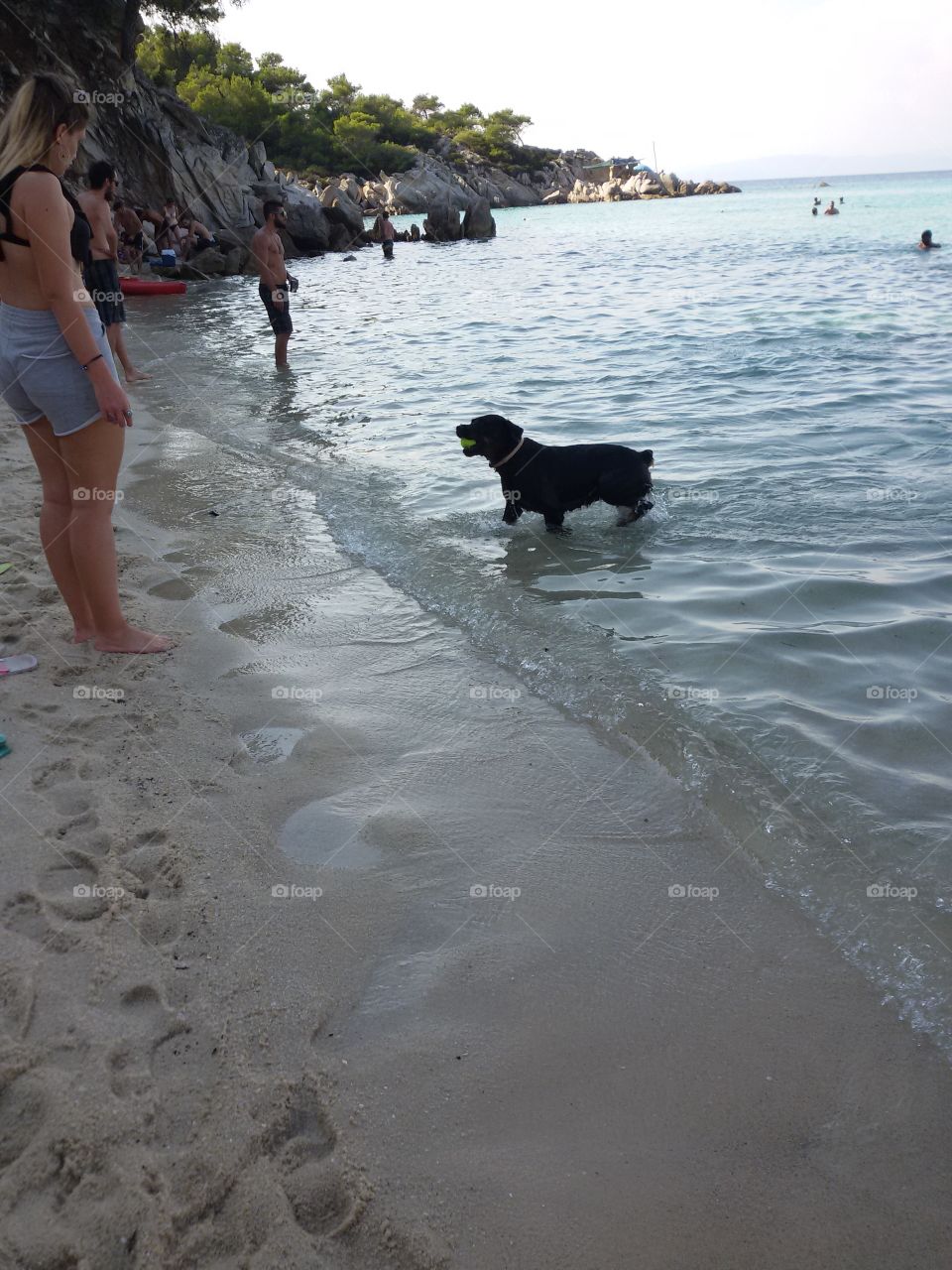 Black dog on the beach