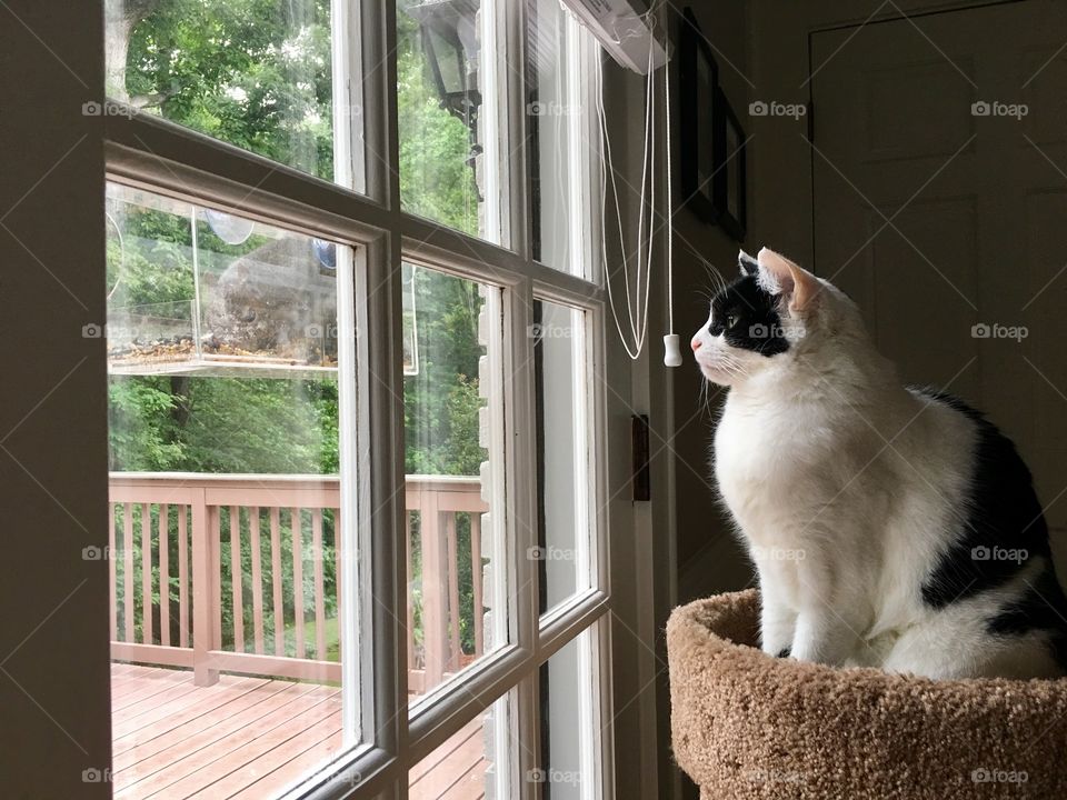 Cat watching squirrel.
