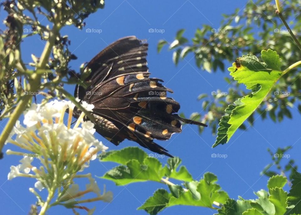 Above me butterflies all is OK