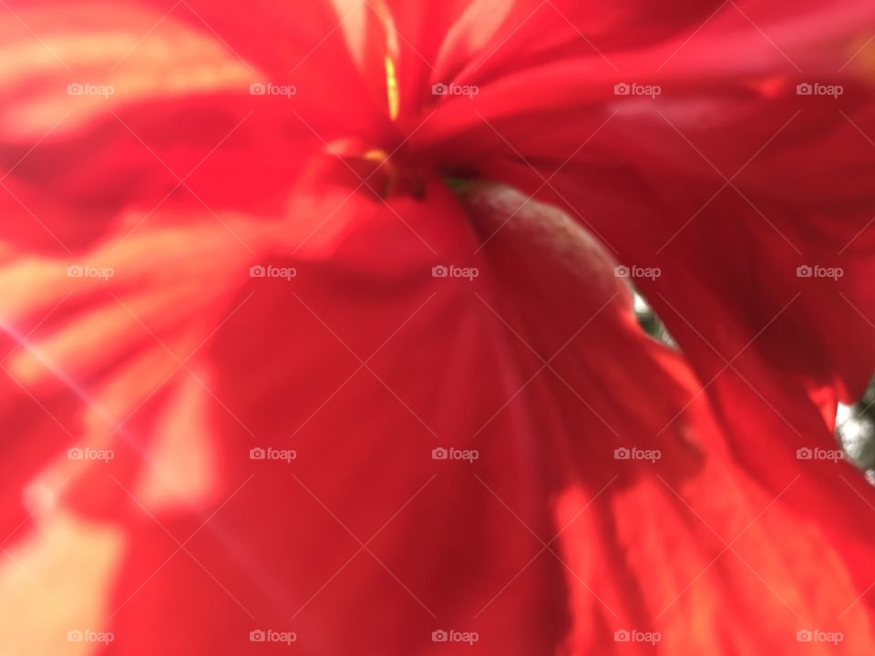 Red abstract 