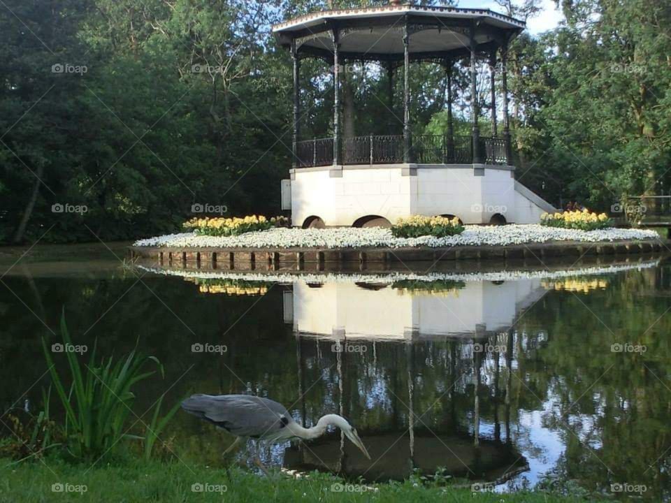 Garden, lake, reflection, bird