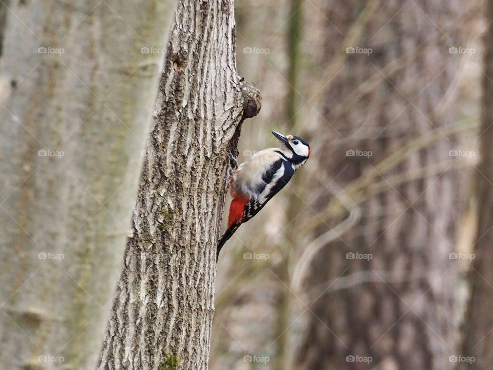Woodpecker