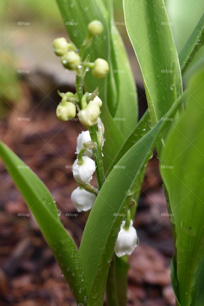 Maiglöckchen - tötliche Schönheit