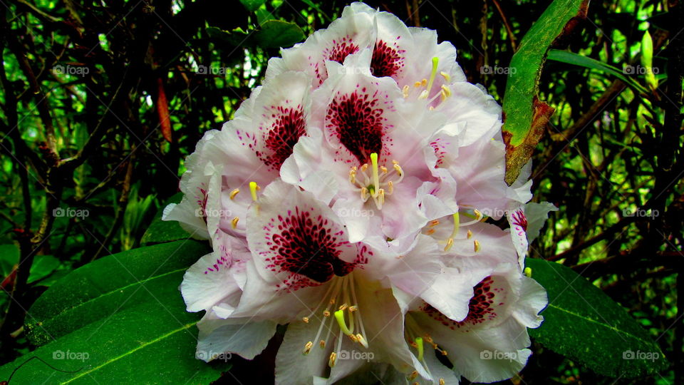 Gorgeous rhododendrons 