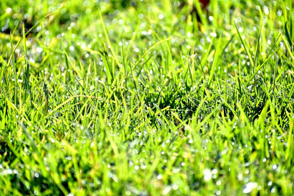 Dew drops on the grass