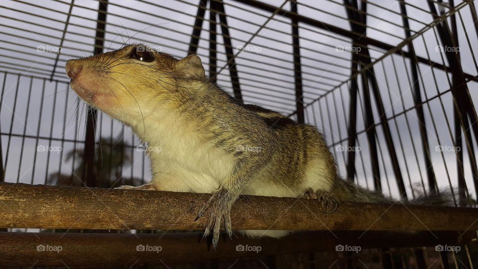squirrel side profile photography
