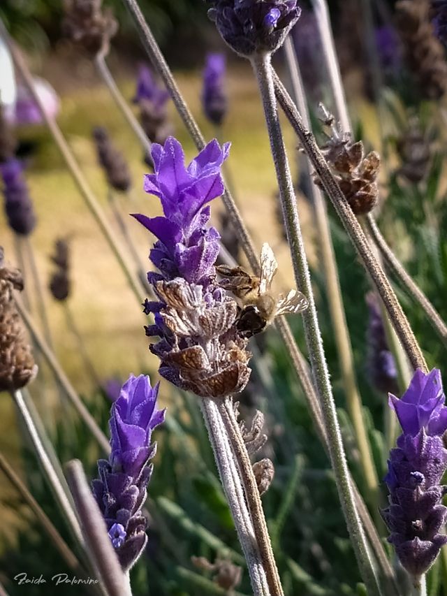 Abejas