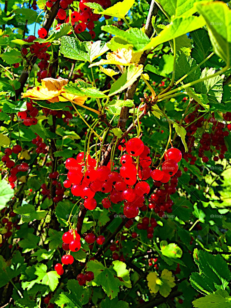 Tasty red currant!