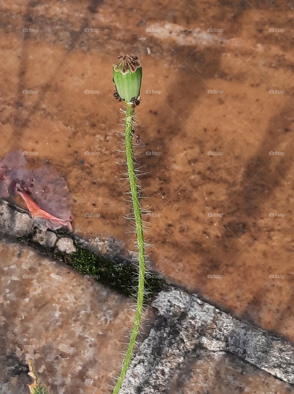 green poppy seeds and its shadows