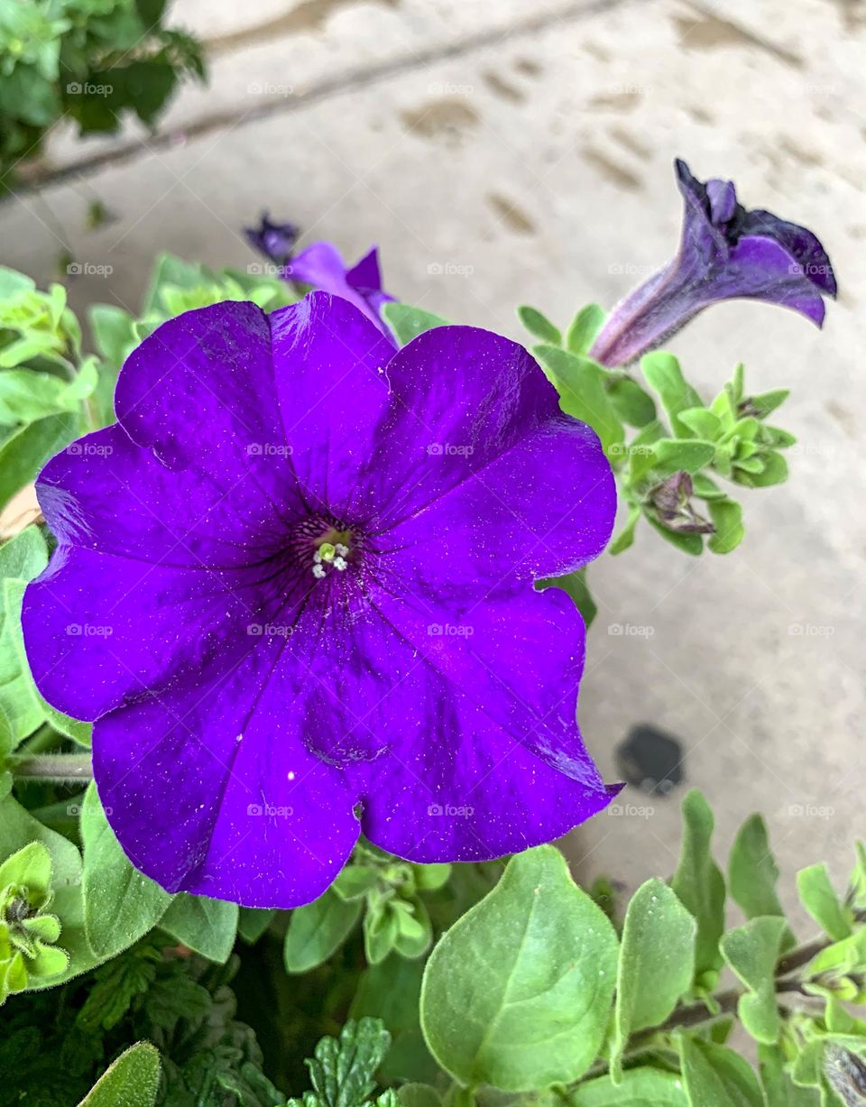 Flower blossoms of garden petunia