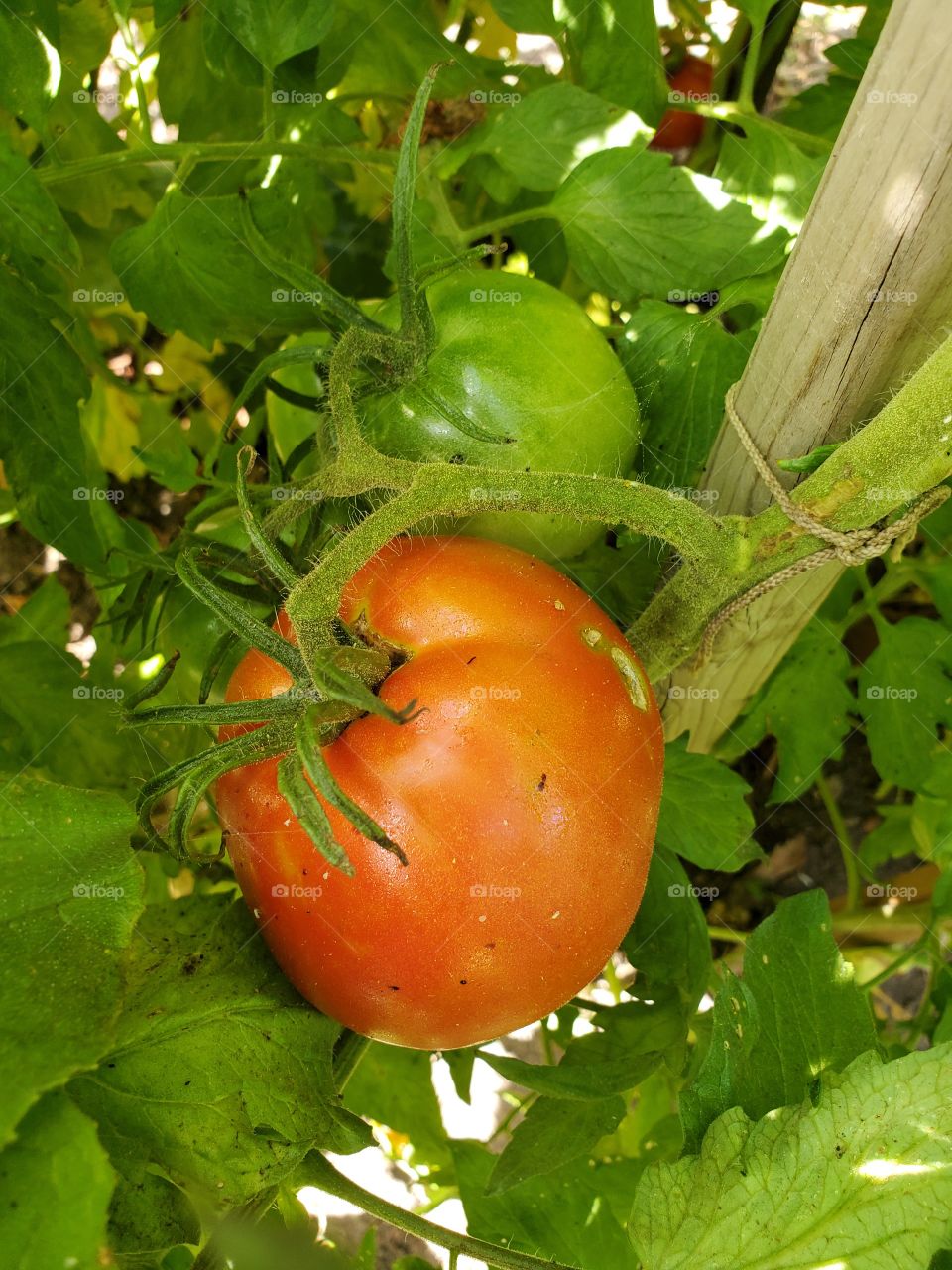 tomato