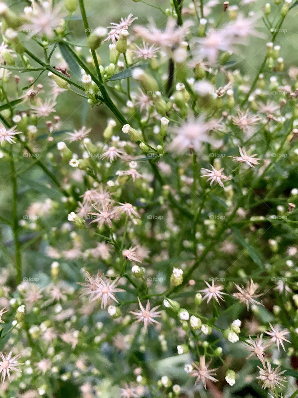 Isolated view of tiny, dried seed and flower heads of a delicate, airy weed in a meadow