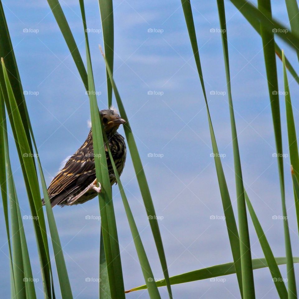 Bird among the reeds.