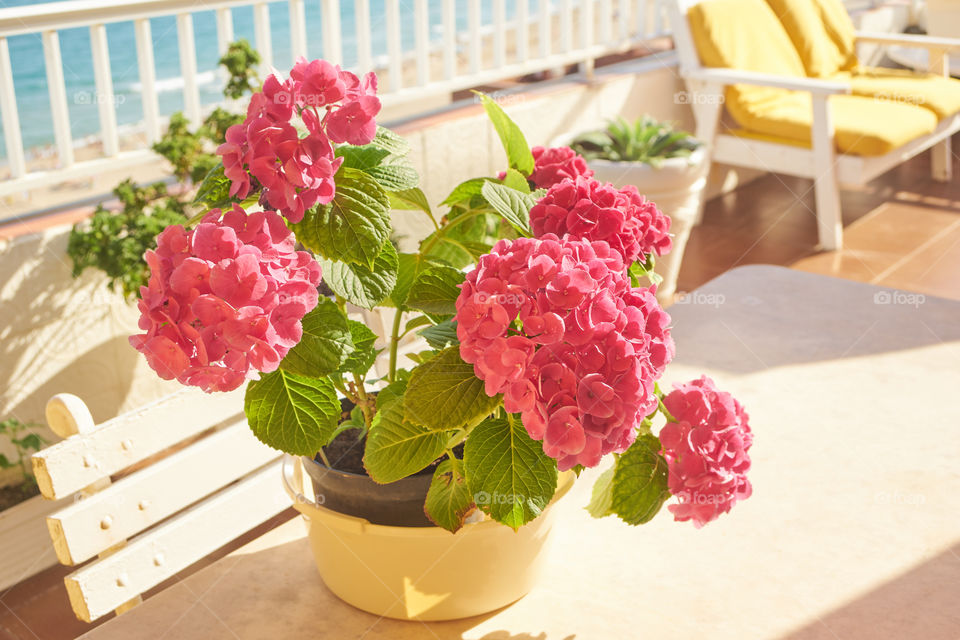 Hortensia plant on table outdoors