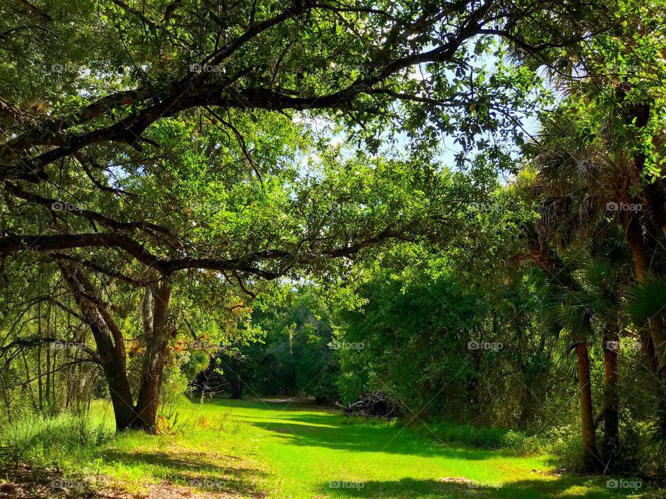 Entering the emerald green forest.