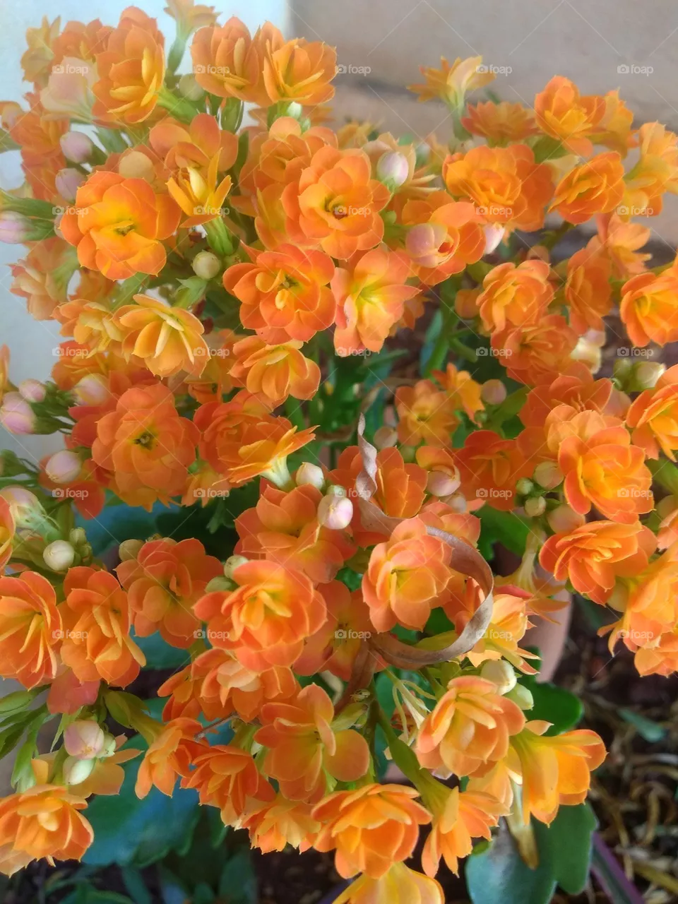 flores