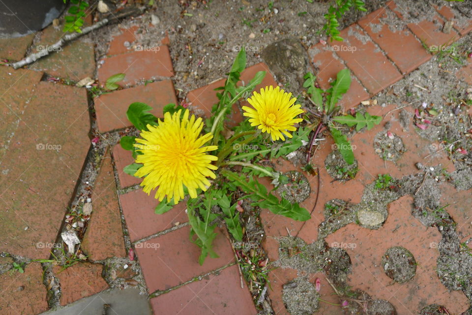 Blümchen eine Blume Löwenzahn weg Unkraut garten Gück