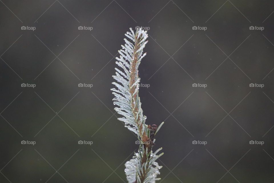 Frosted branch of pine tree 