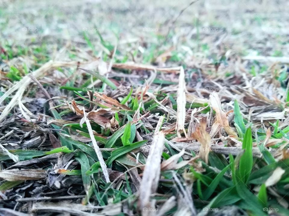 grass