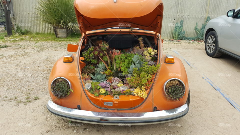Succulent Volkswagen