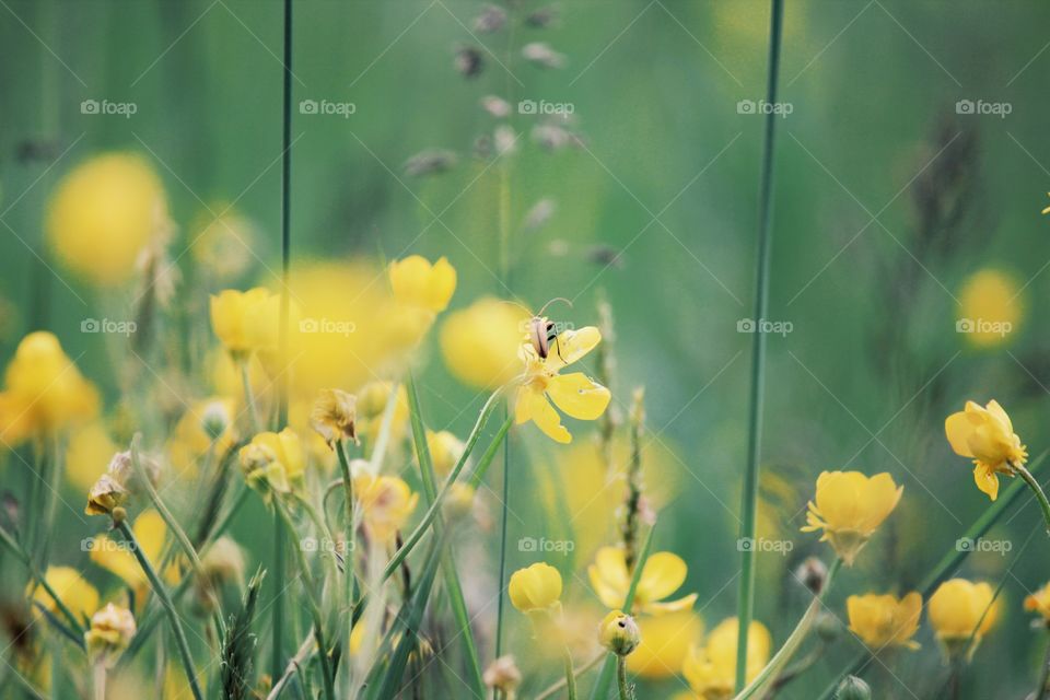 Spring flowers