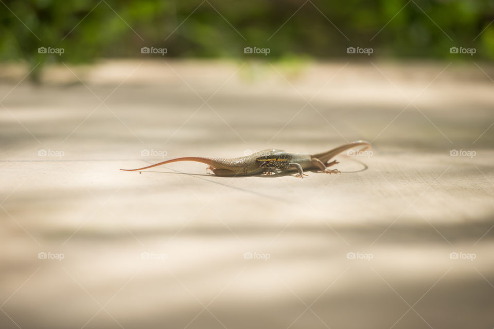 one lizard opening it's mouth ready to bite the other one