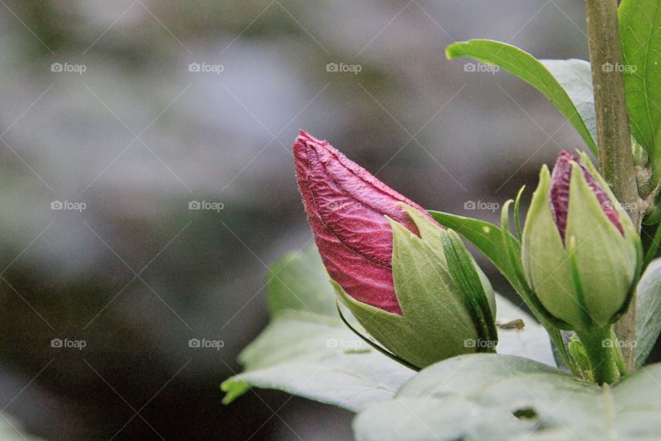 pink and white flower