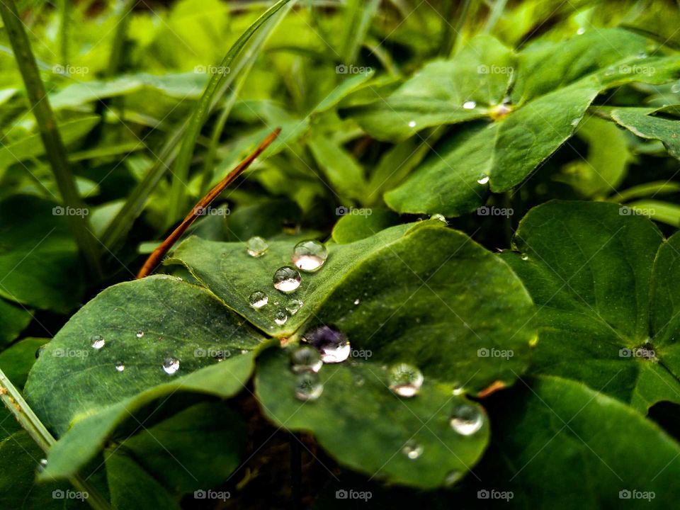 Water drops lie on the leaf