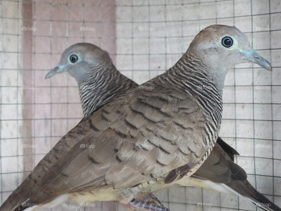 Close-up of dove birds in cage