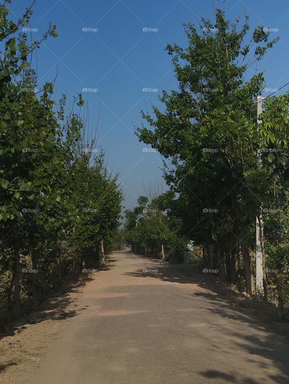 Sunny day nature background