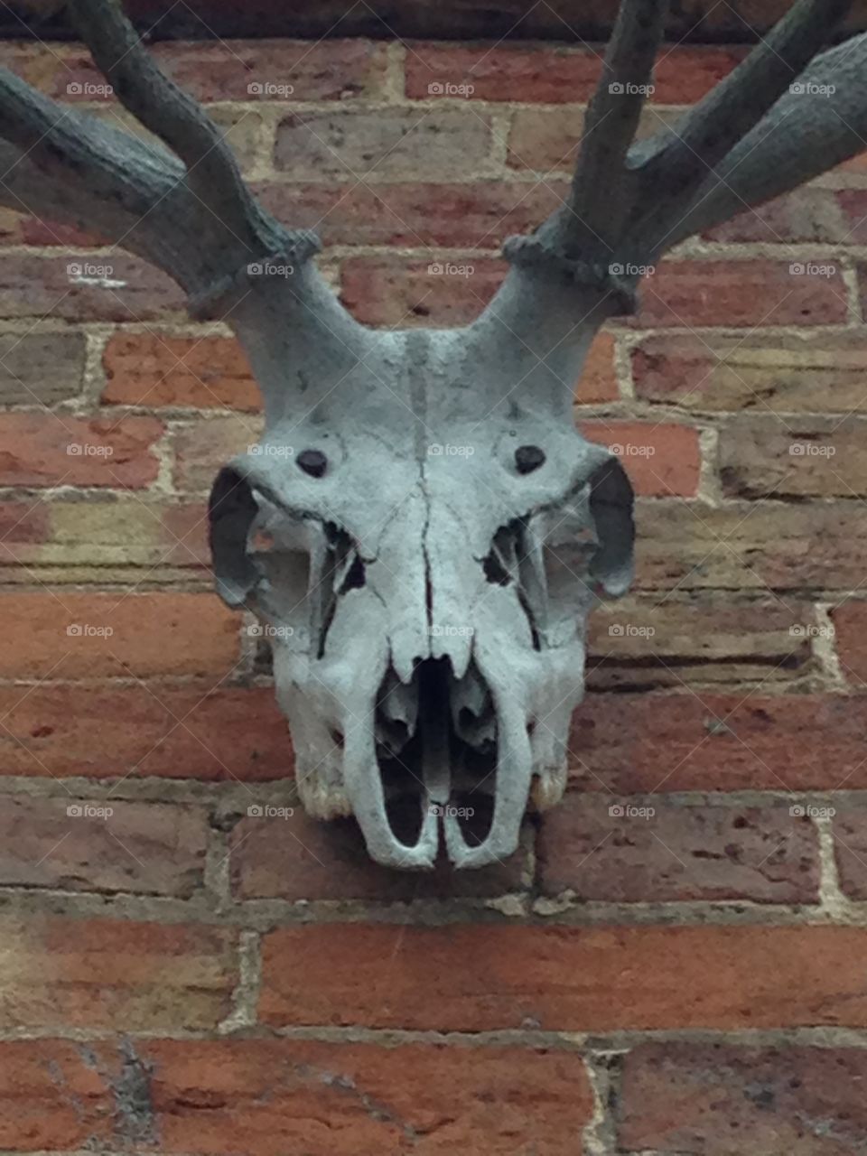 Deer skull on wall 