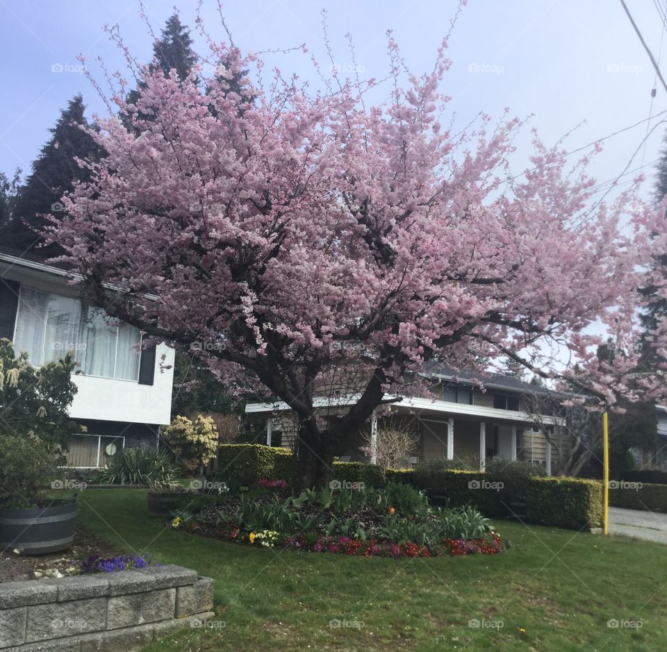 Cherry Blossoms in the Spring just before Easter in My Neighbourhood.