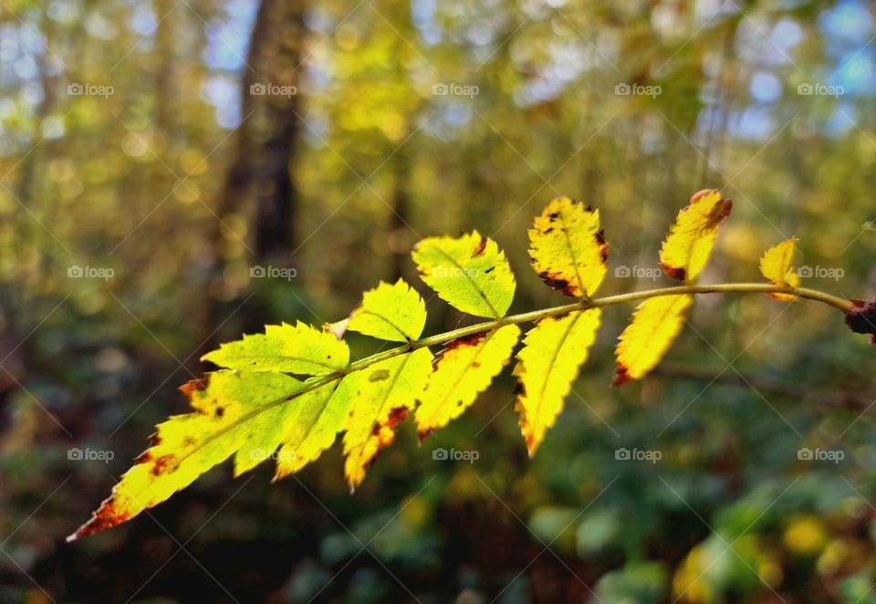 discoloration of the leaves