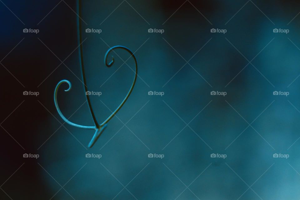 Heart shaped tendril 
