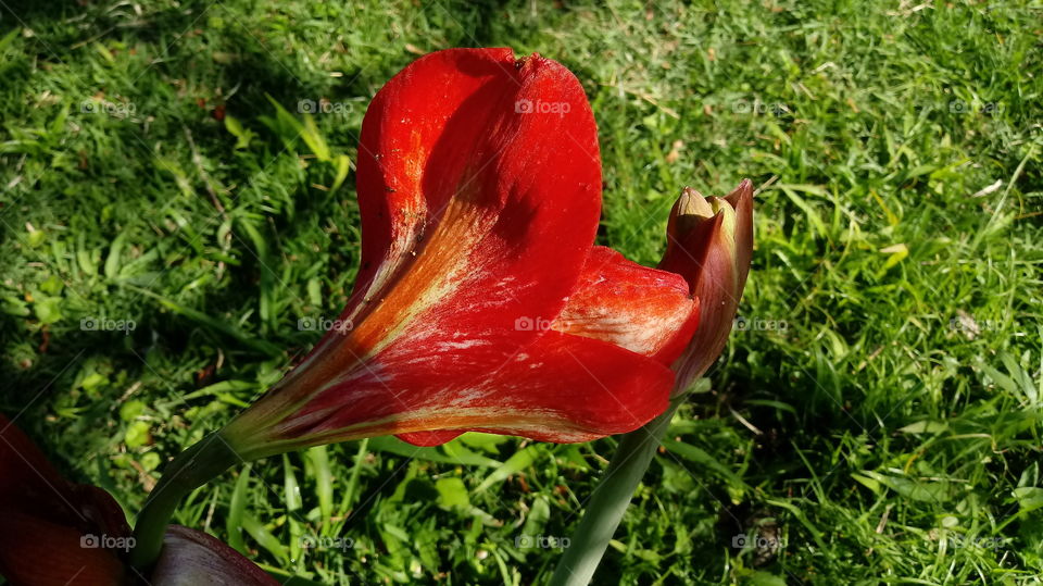 자연, 자연, 자연, 식물, 조경, 환경, 정원, 꽃 Hippeastrum papilio (Ravenna).