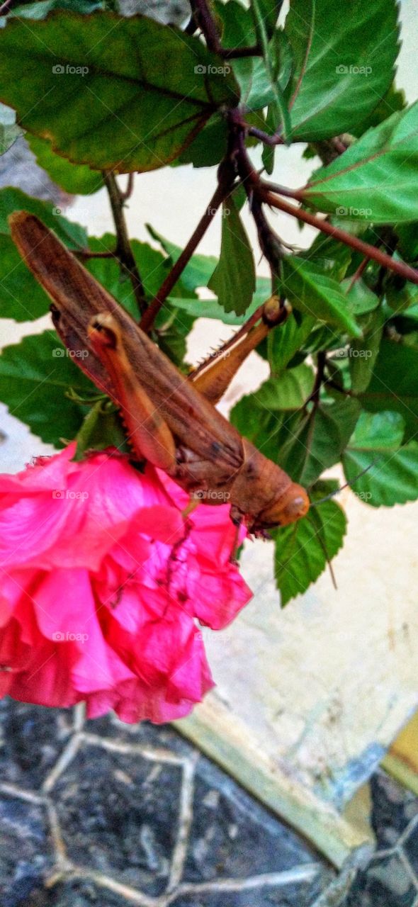 The grasshopper perched on the hibiscus flower.