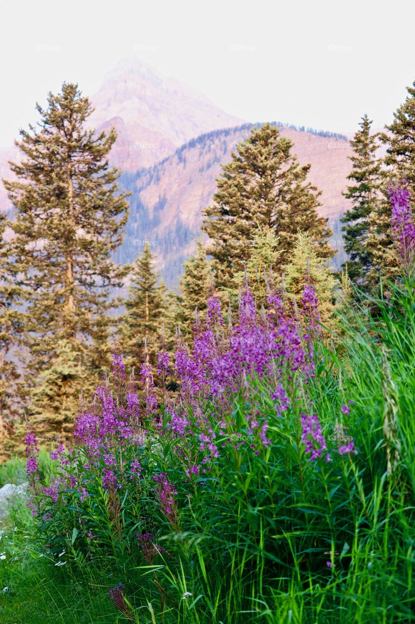 End of summer wildflowers at beautiful Lake Louise in Canada's Rocky Mountains near Banff 