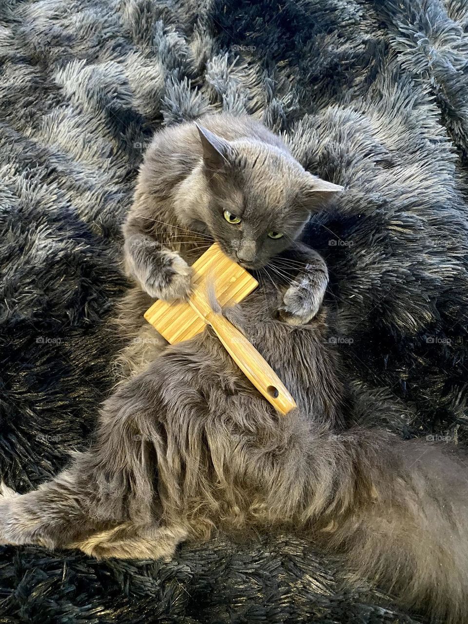 A grey cat biting a cat brush