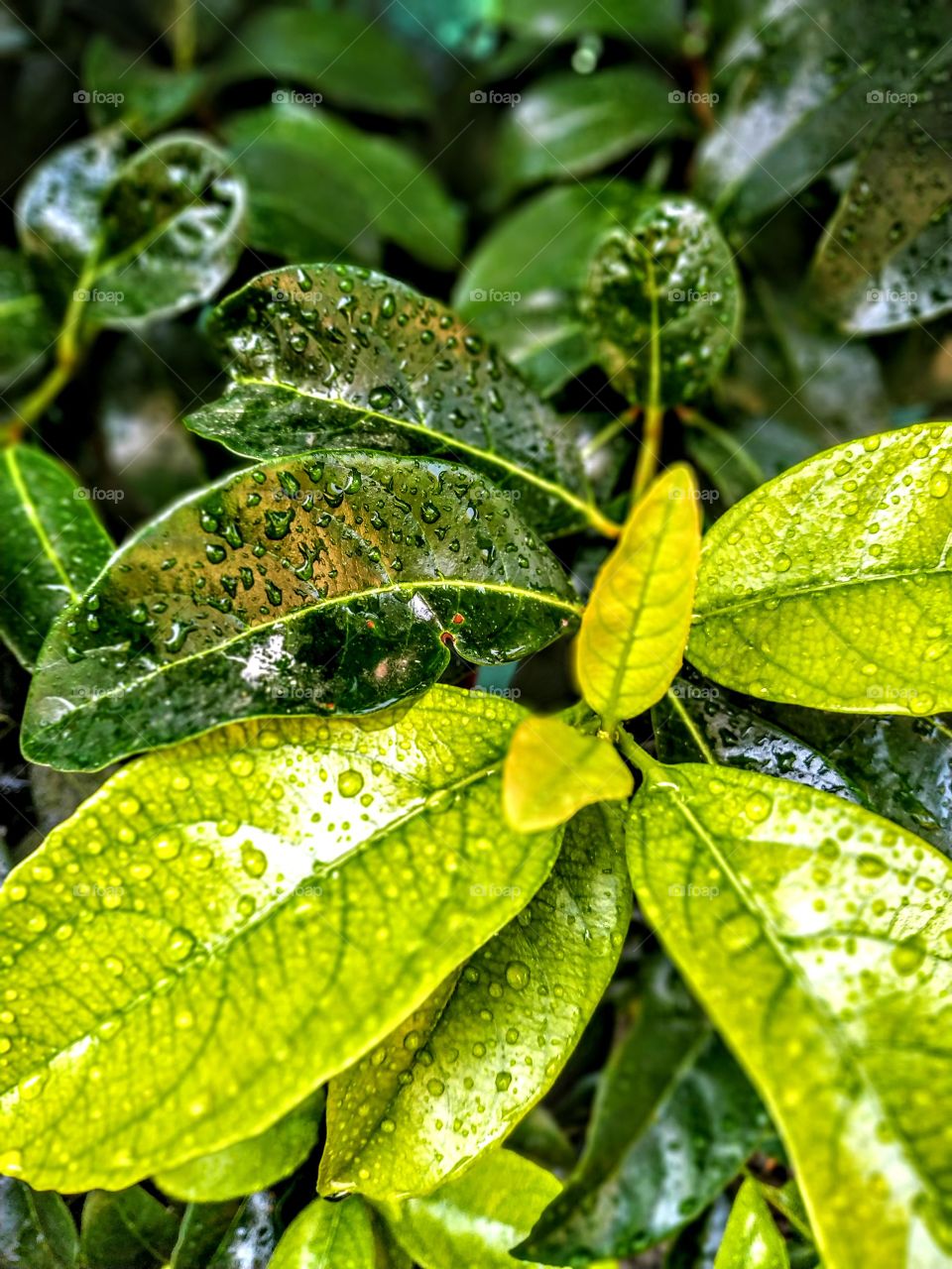 a leaf, a breath, a life