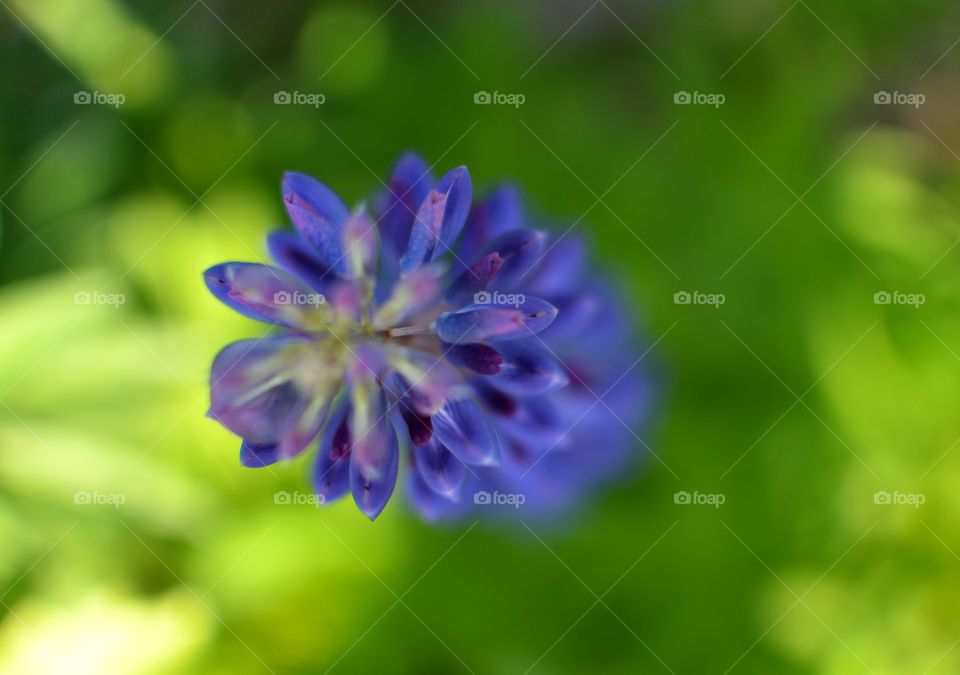 Blue purple flower top