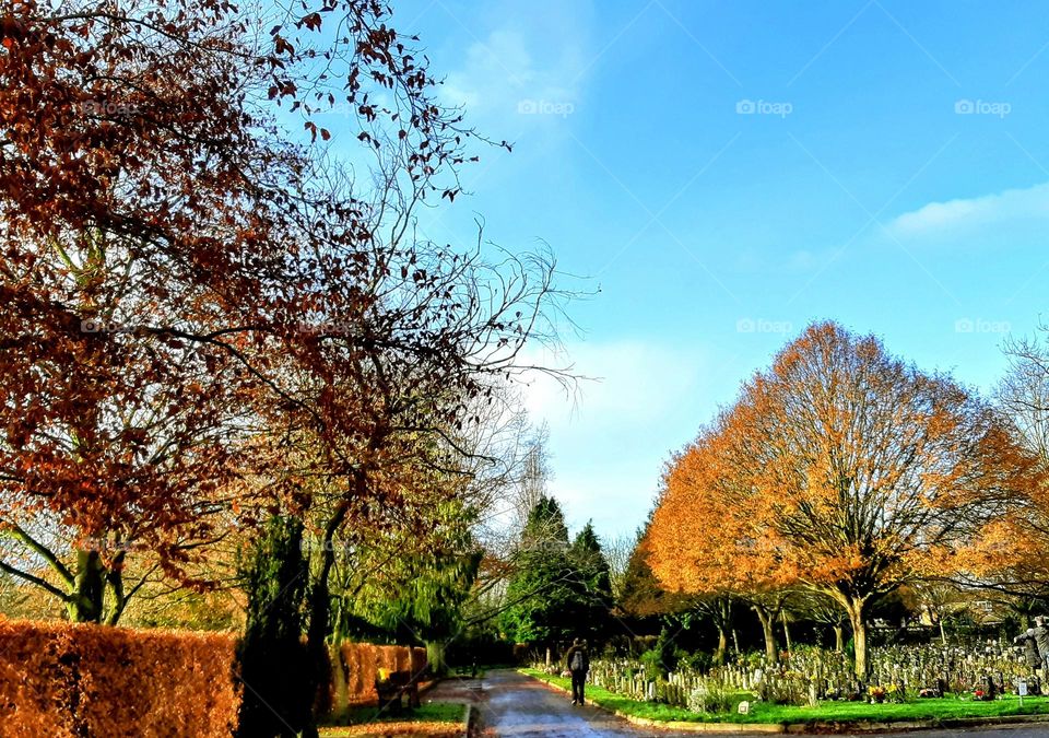 Autumn walk through the cemetery with golden and red trees, a russet hedge and bright blue sky