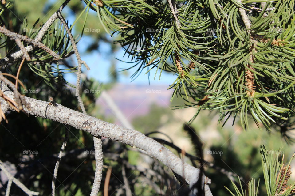 Grand Canyon Pineview