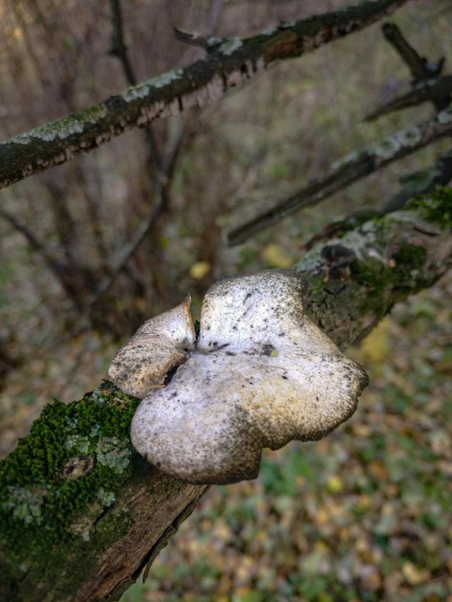 Mushrooms