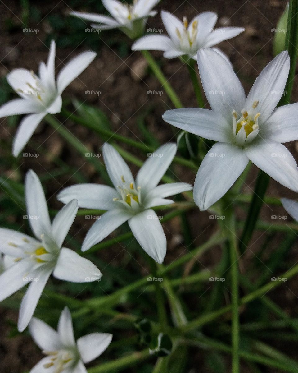 white flowers in my garden.