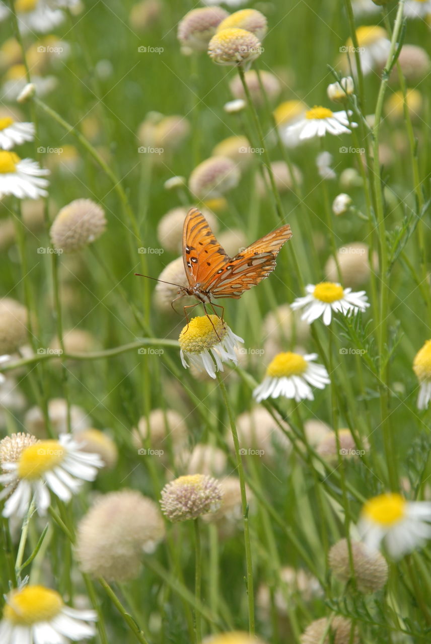 A lone butterfly in a field of daisies!
