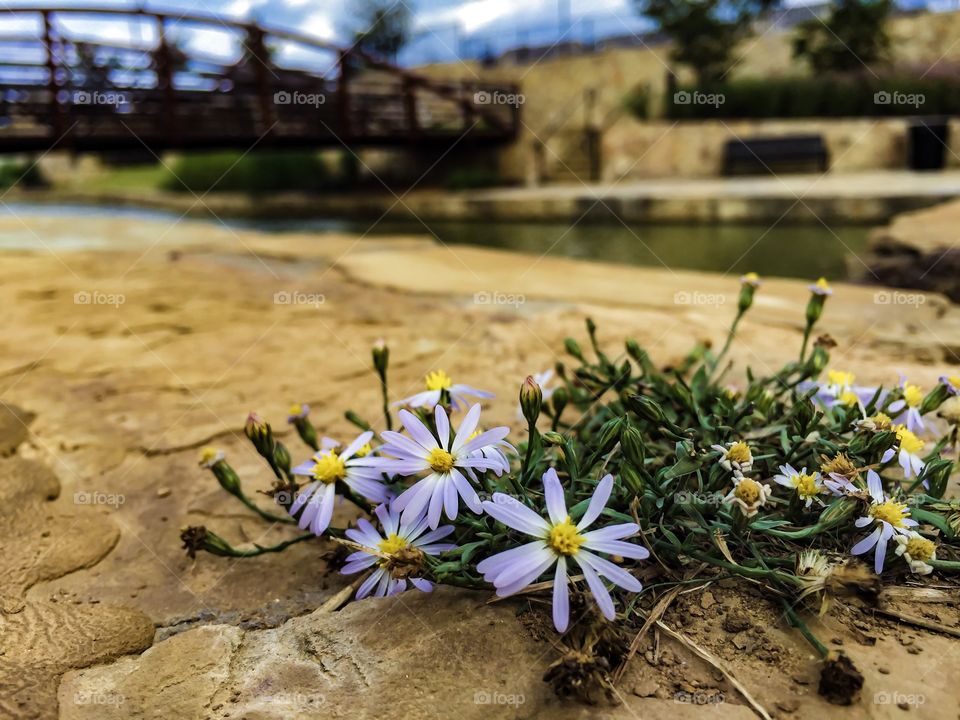  River Walk, Flower Mound, Texas.  Aster wildflower. 