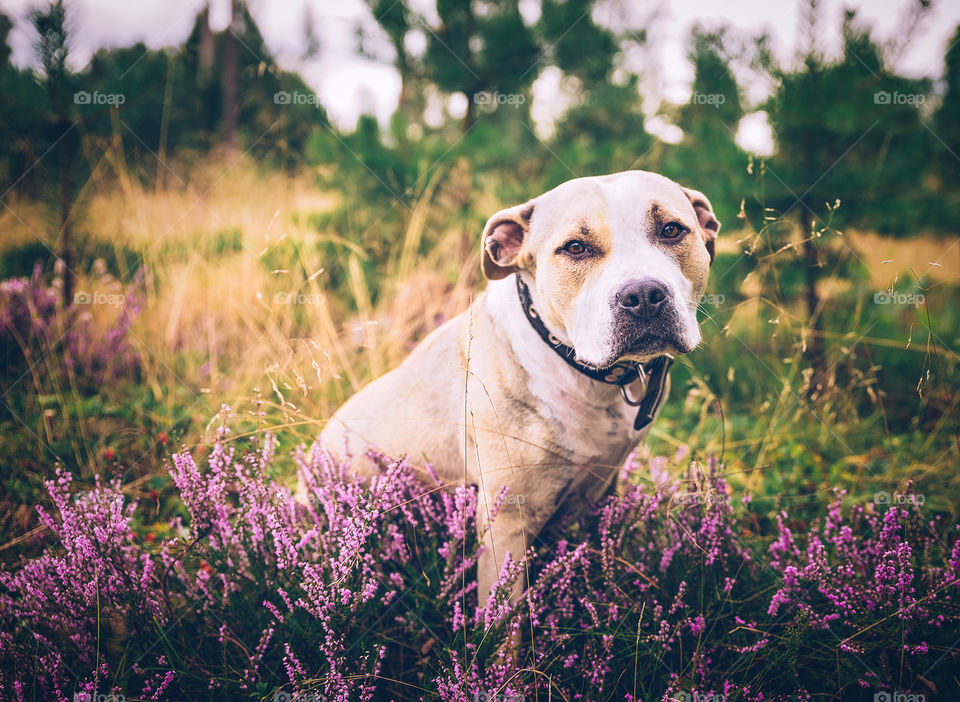 Dog. Portrait.